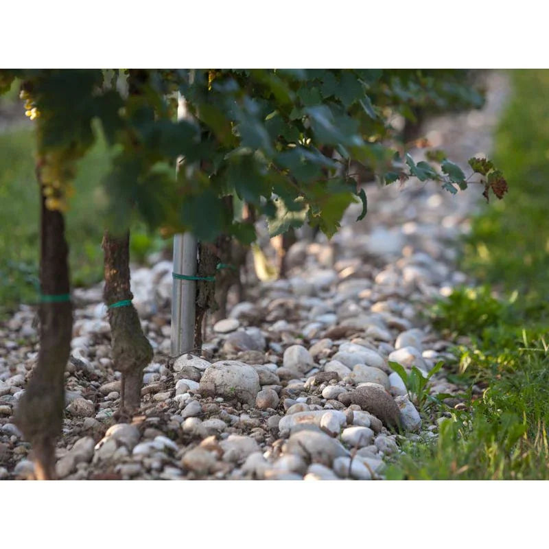 La Jara Prosecco Frizzante Organic - Absolute Organic Wine