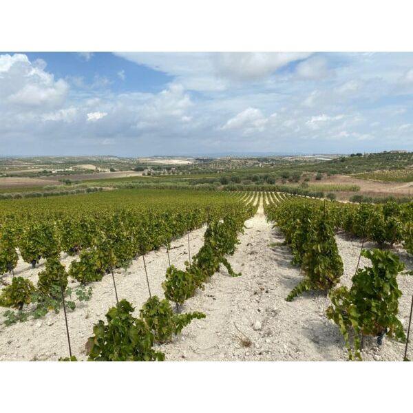 Marabino Soleggiato Perpetuo · IGT Terre Siciliane Sicily - Absolute Organic Wine