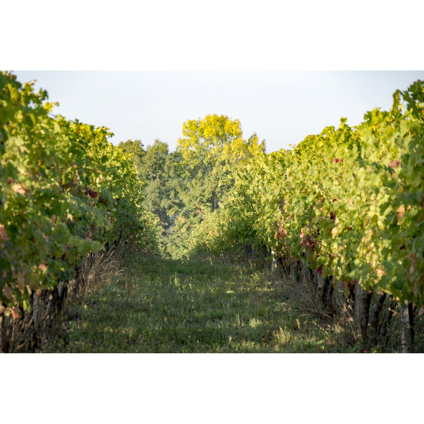 Clos du Breil Bergerac Classic Rosé 2023