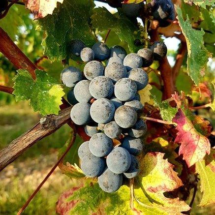 2019 Chateau La Peyruche Eleve en Fut de Chene, Cotes de Bordeaux, France - Absolute Organic Wine
