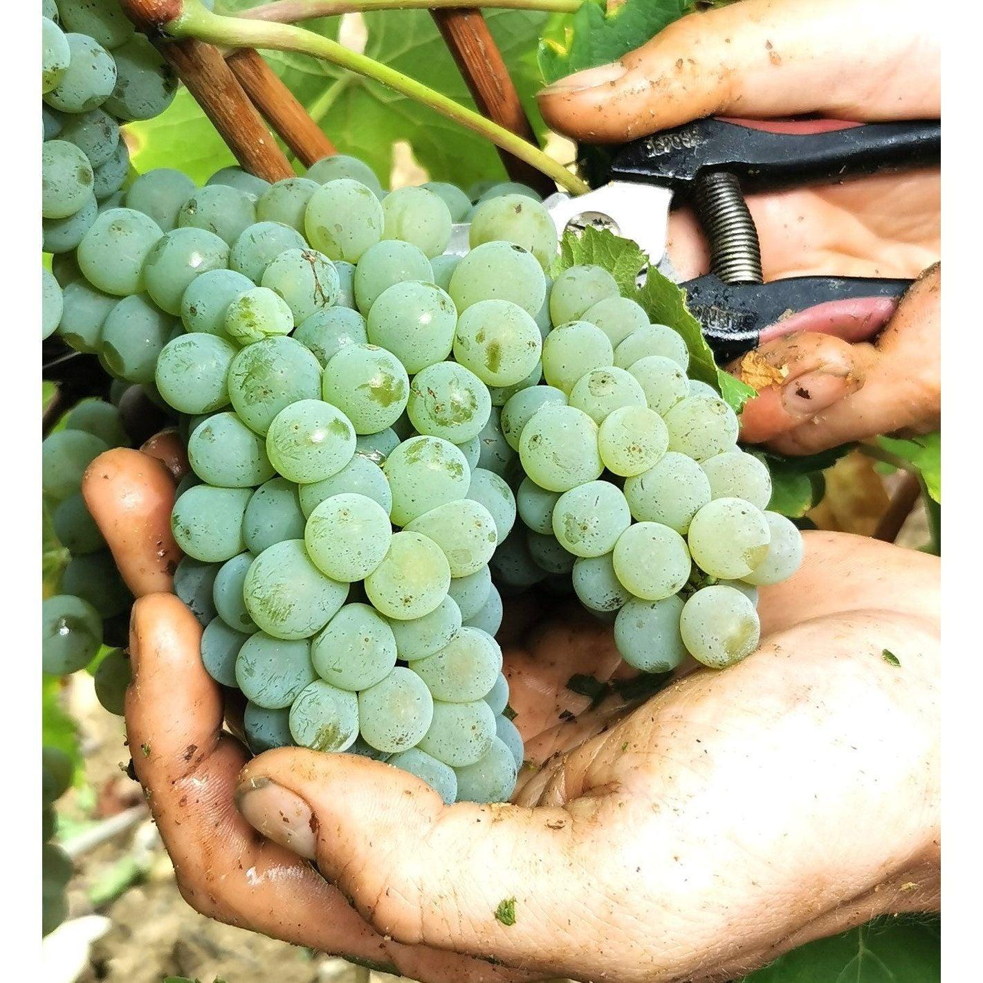 2022 Michel Langlois Pere & Fils Sauvignon Blanc, IGP Val de Loire, France - Absolute Organic Wine