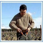 Beamues de Venise, Domaine Guintrandy - www.absoluteorganicwine.com