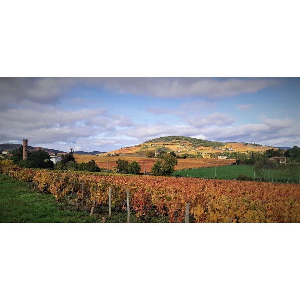 Bourgogne Chardonnay Domaine Bertrand 2025 - Absolute Organic Wine