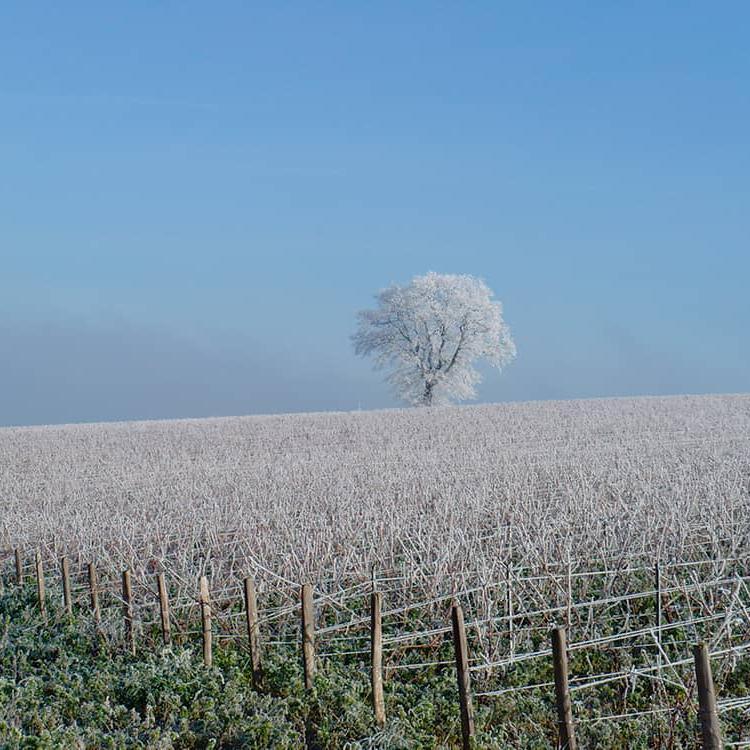 CHARDONNAY, Domaine Langlois 2022 - www.absoluteorganicwine.com