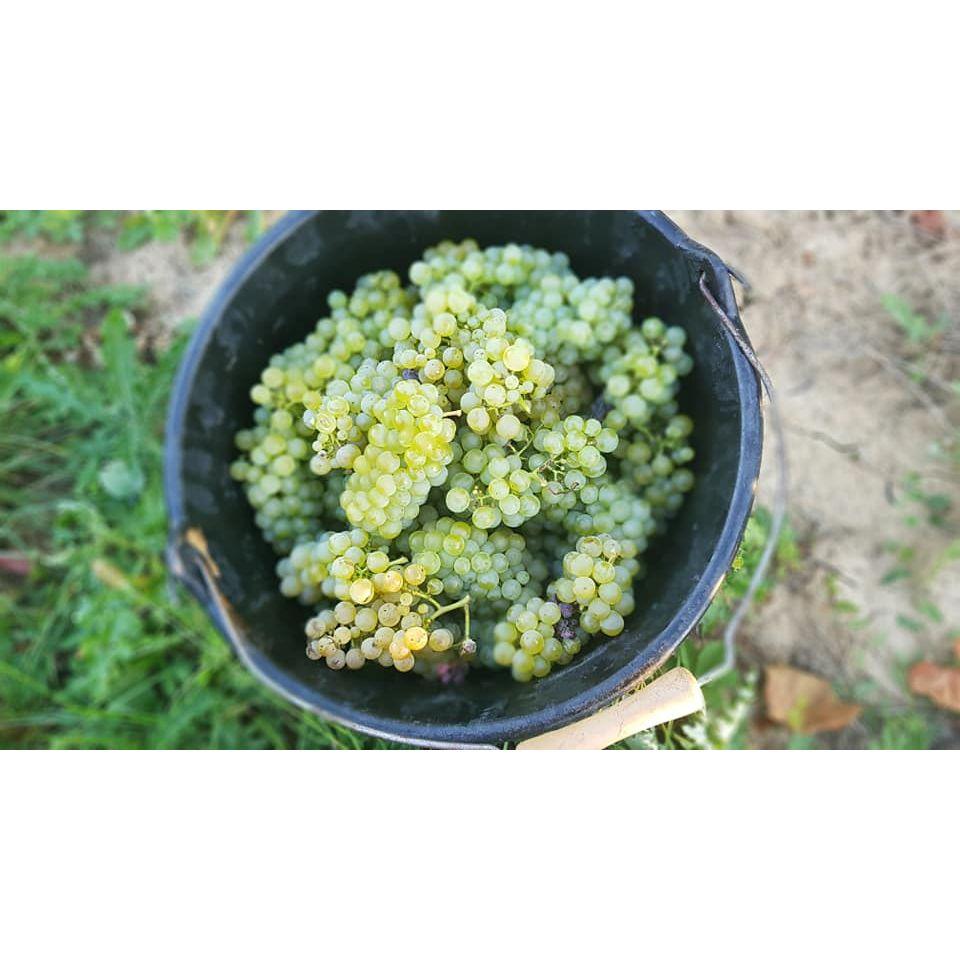 Crèmant de Bourgogne Gift Box with two elegant Champagne Flutes - www.absoluteorganicwine.com