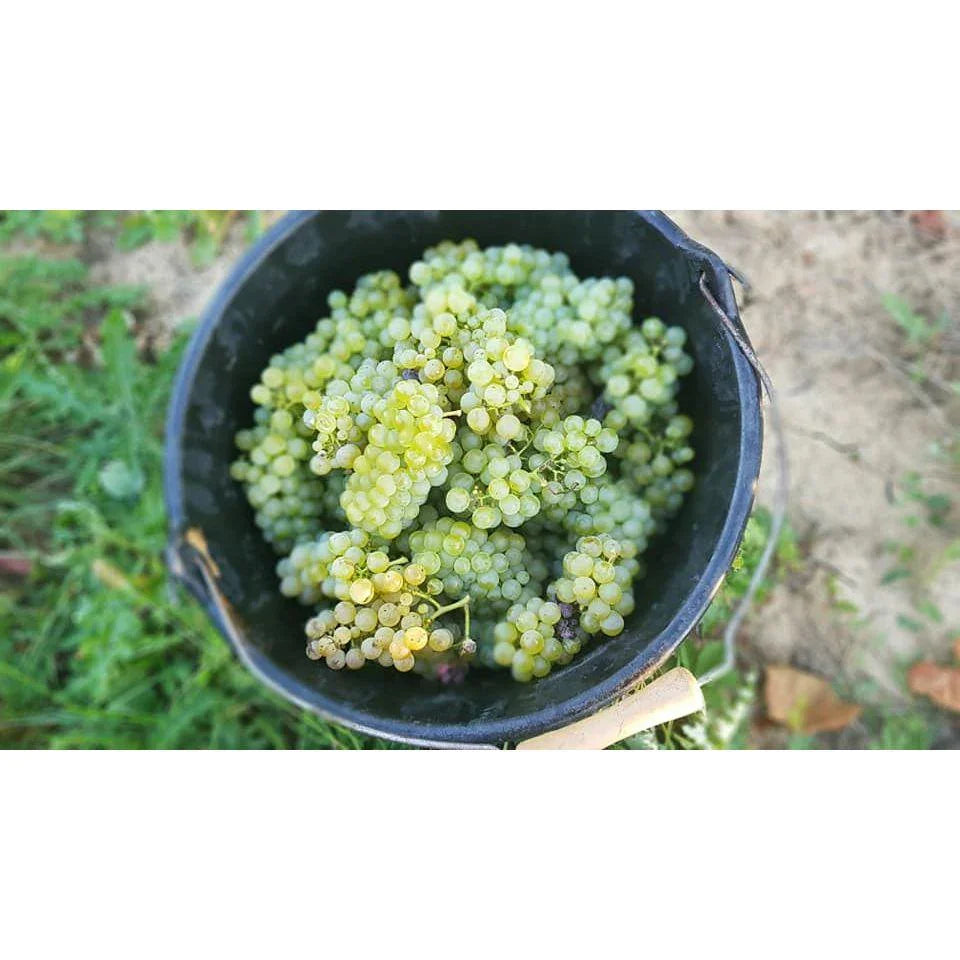 Domaine Bertrand Crémant de Bourgogne - Absolute Organic Wine