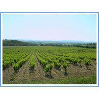 Domaine La Guintrandy Crozes Hermitage, 2020 - Absolute Organic Wine