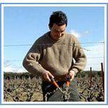 Domaine La Guintrandy Gigondas Rhone 2020 - Absolute Organic Wine