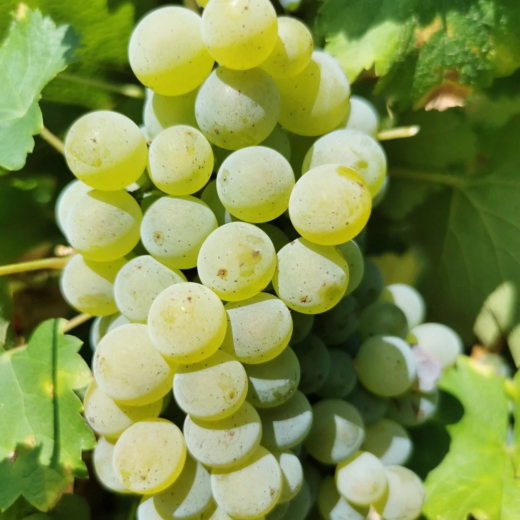 Domaine Langlois CHARDONNAY, 2022 - Absolute Organic Wine
