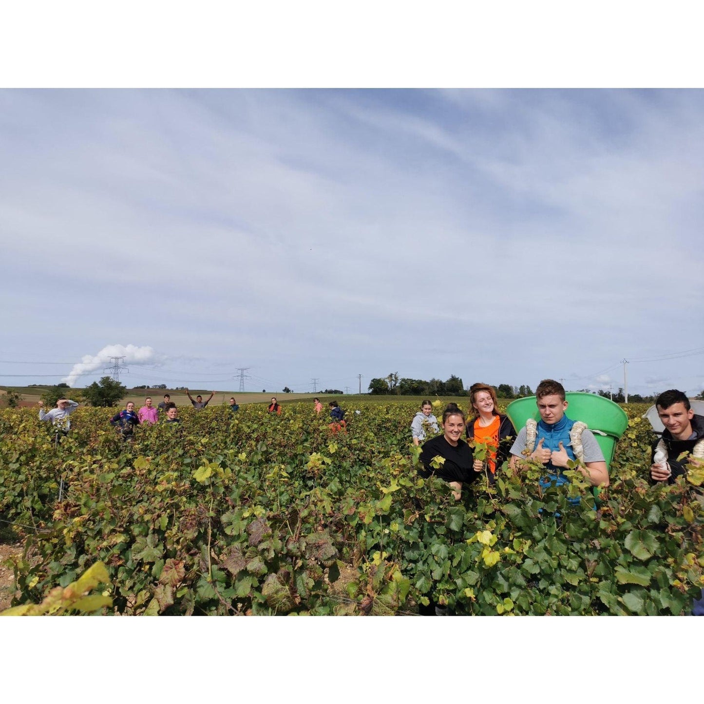 Domaine Langlois CHARDONNAY, 2022 - Absolute Organic Wine