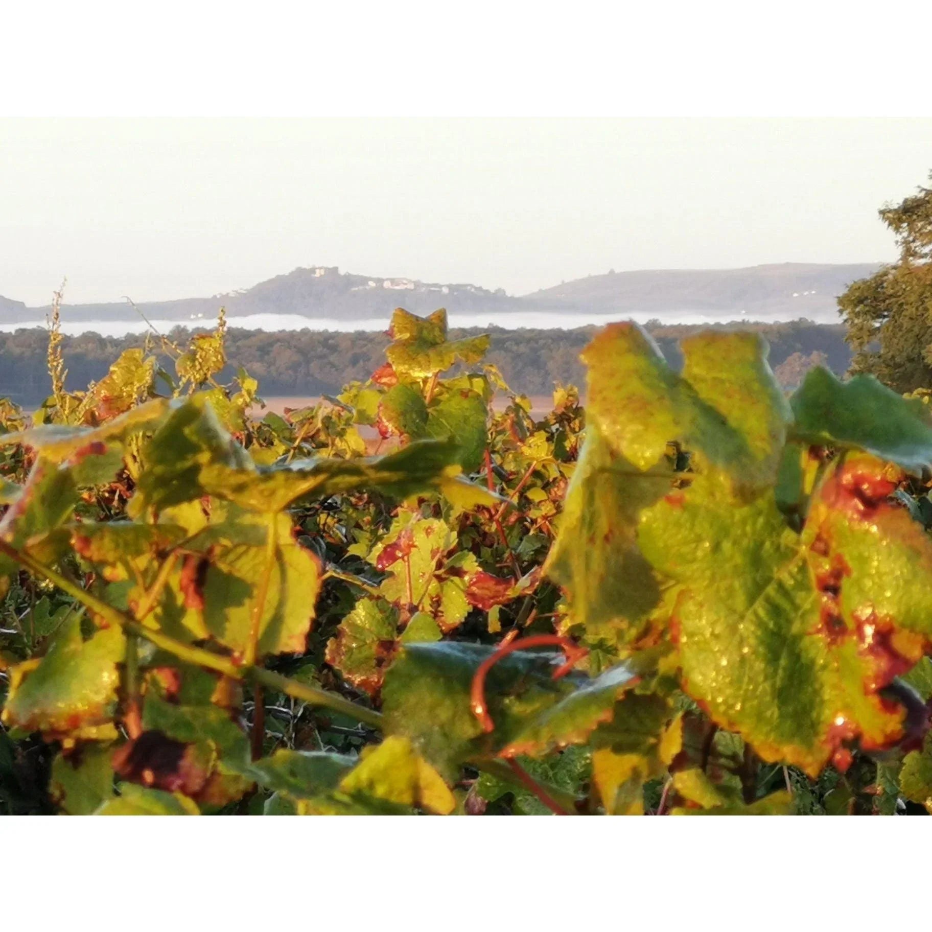 Domaine Langlois Les Grands Chenes,Loire 2021 - Absolute Organic Wine