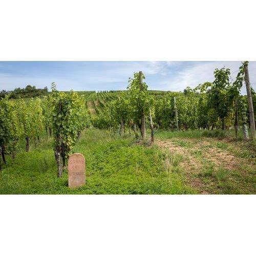 Gewürztraminer 2021, Domaine Régin Alsace - www.absoluteorganicwine.com