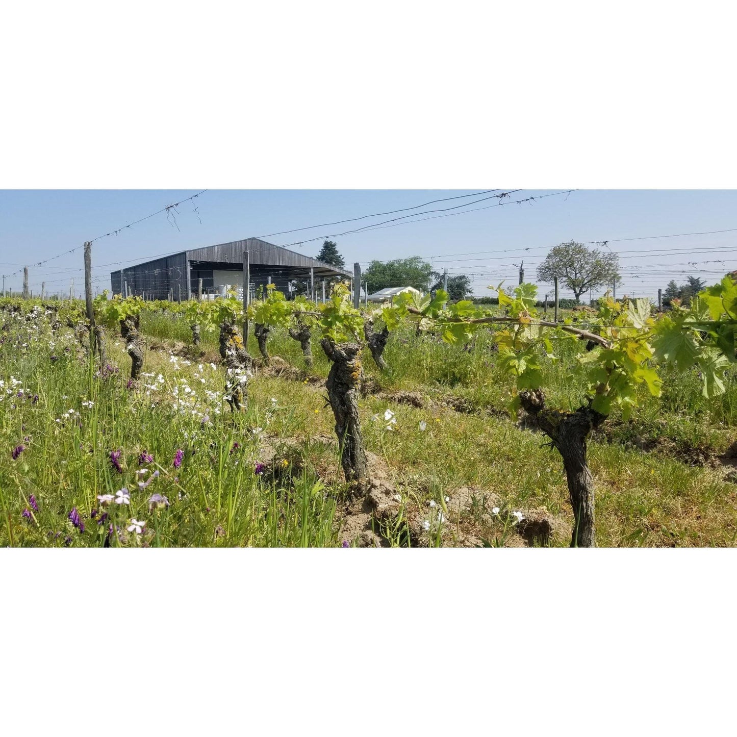 La Seigneurie Galop D'essai, Saumur Champigny 2022 - Absolute Organic Wine