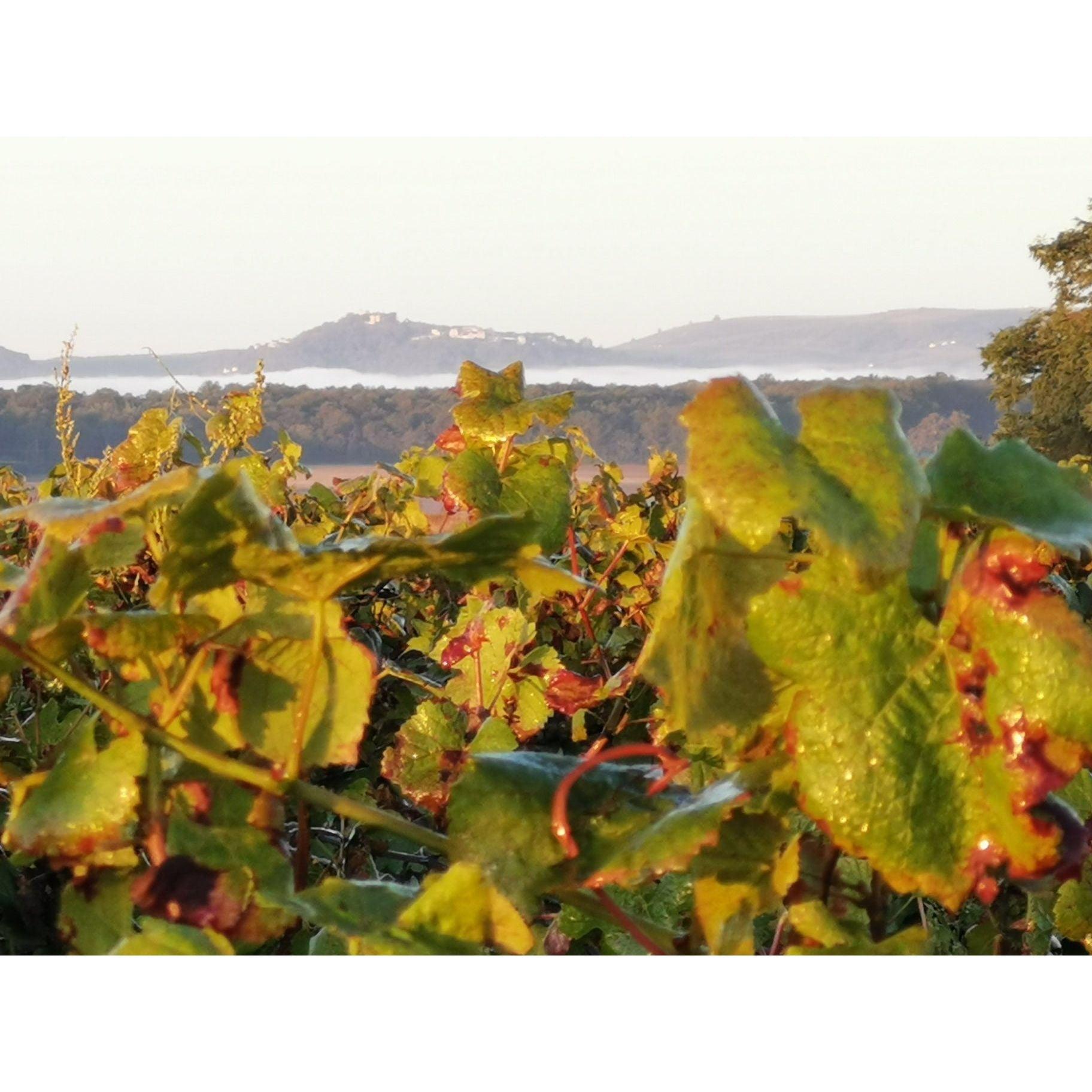Les Grands Chenes, Domaine Langlois - www.absoluteorganicwine.com