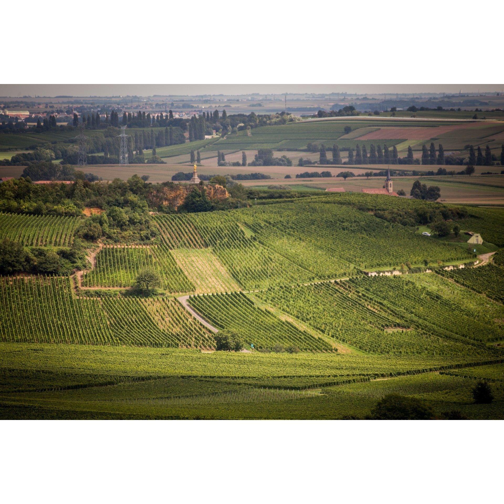 Pinot Noir 2021, Domaine Régin Alsace - Absolute Organic Wine