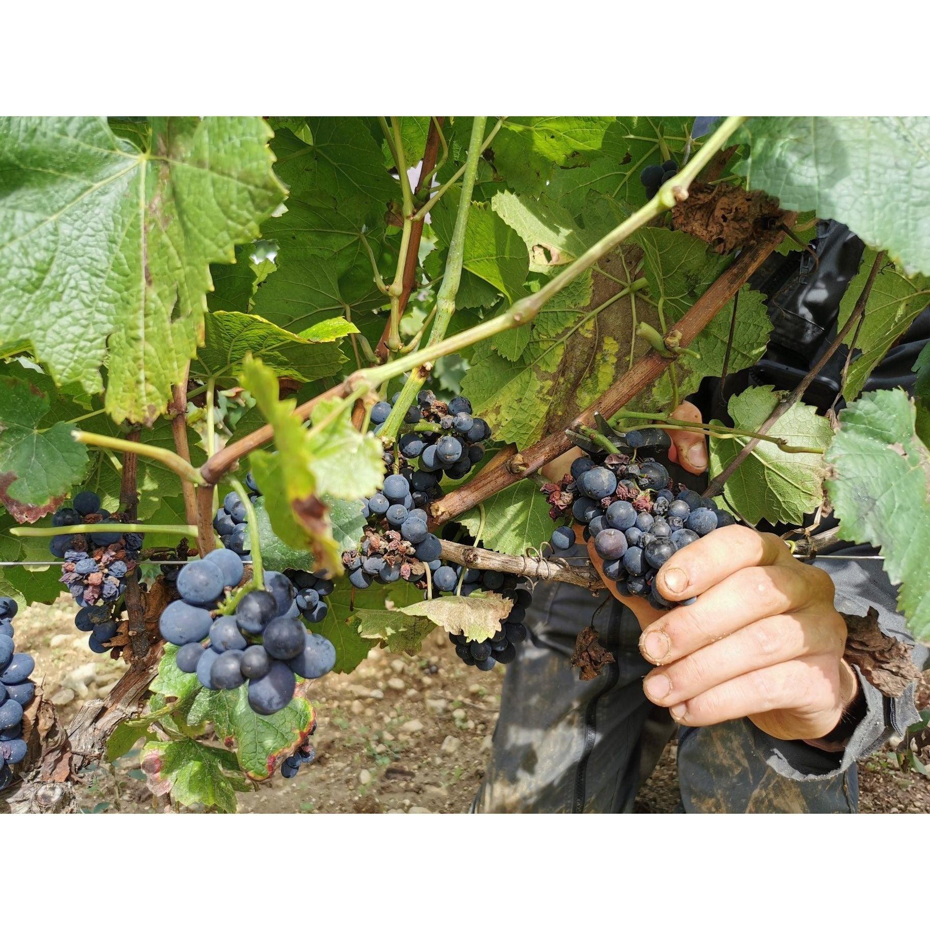 Pinot Noir, Domaine Langlois 2022 - www.absoluteorganicwine.com