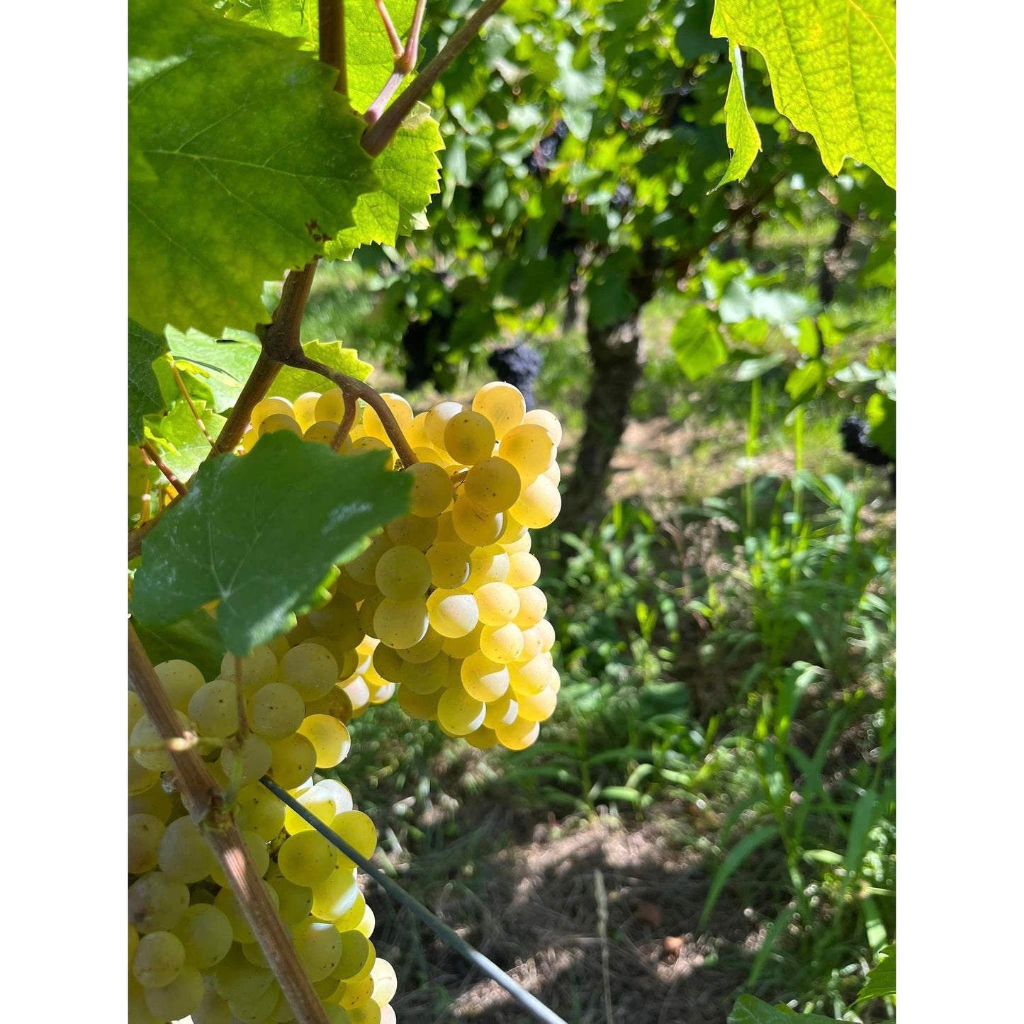 Riesling Grand Cru “Altenberg de Wolxheim 2022 Domaine Régin - www.absoluteorganicwine.com